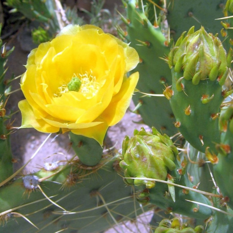 黄刺天人掌Opuntia engelmannii var. flavispina