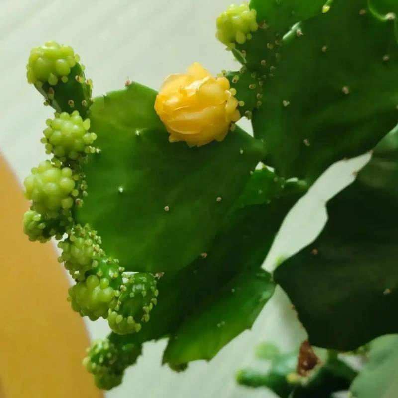 叶团扇仙人掌Brasiliopuntia brasiliensis