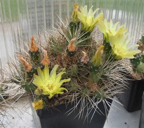 姬武藏野团扇仙人掌Maihueniopsis glomerata
