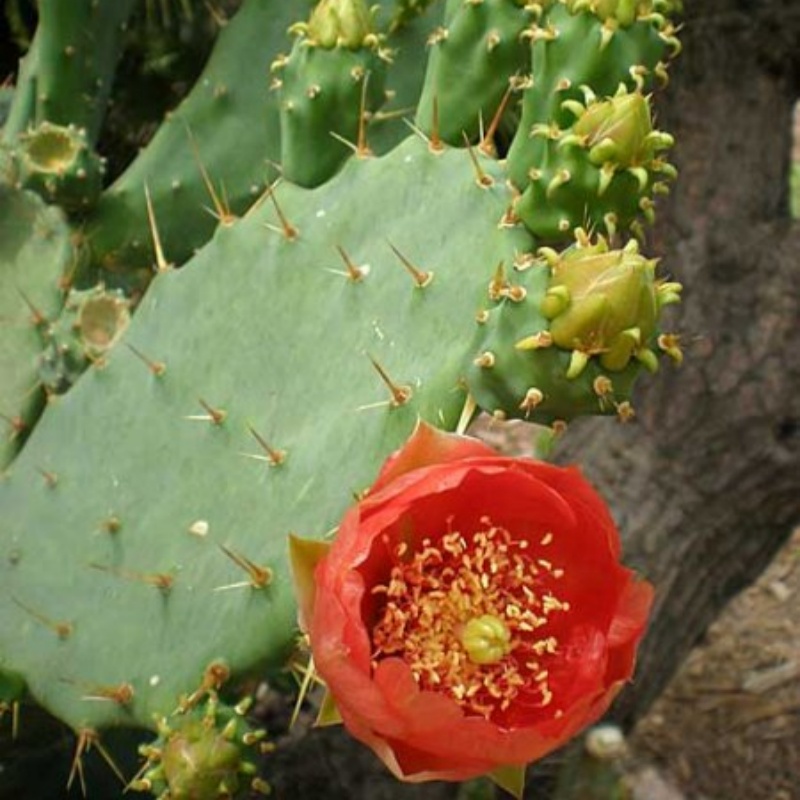 红花团扇Opuntia bergeriana