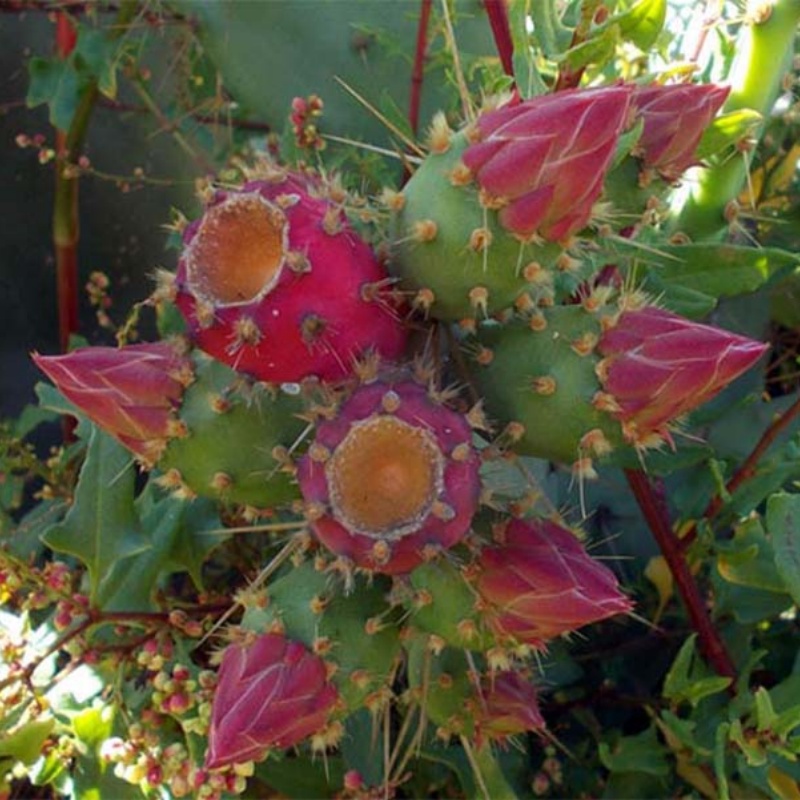 伯氏红花掌Opuntia bergeriana