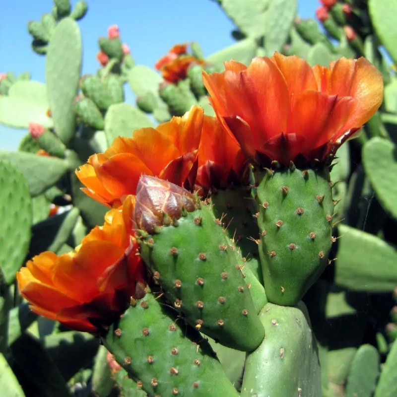 绒毛团扇Opuntia tomentosa