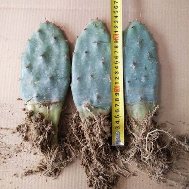 黄大刺仙人掌Opuntia stricta var.dillenii