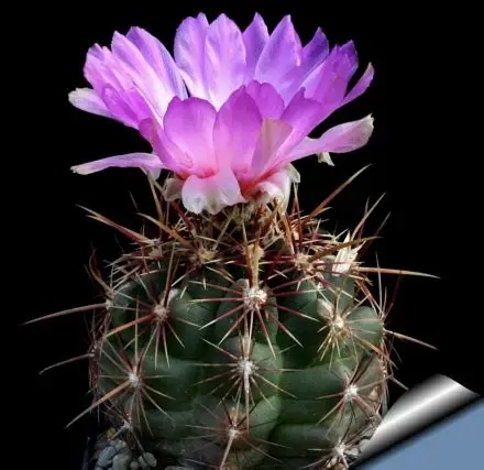 大统领仙人球Thelocactus bicolor