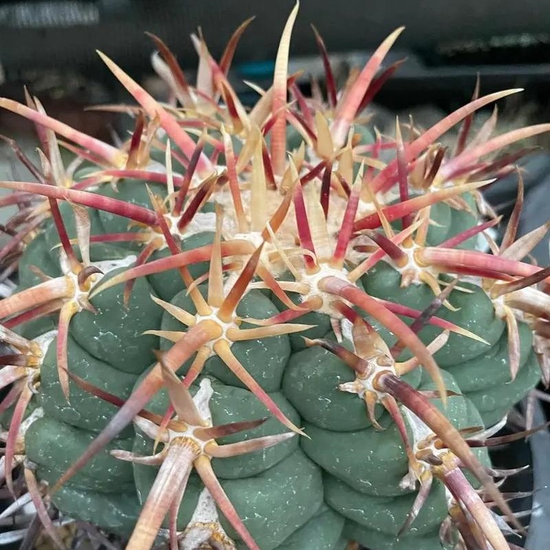 大红鹰仙人球:Thelocactus heterochromus