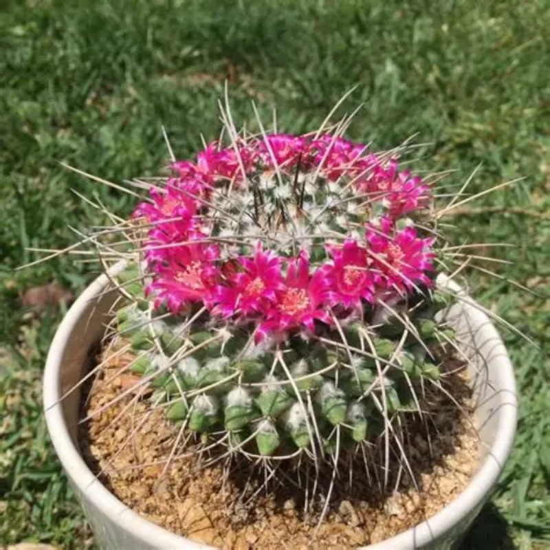 白龙仙人球:Mammillaria compressa