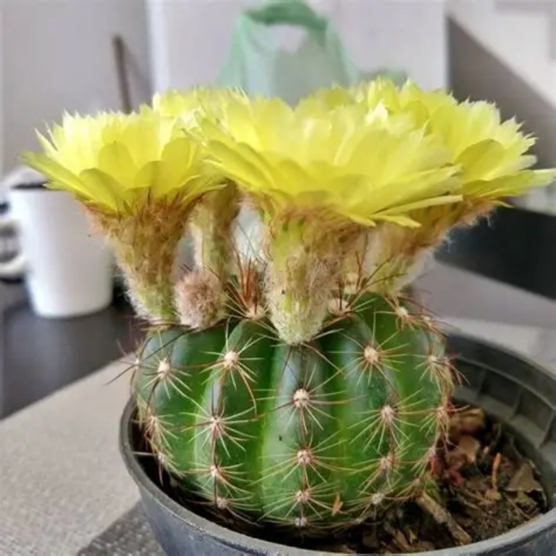 青王丸仙人球Notocactus ottonis