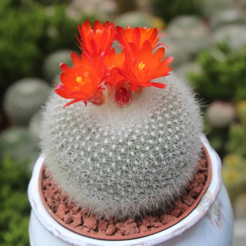 白雪光仙人球Notocactus haselbergii