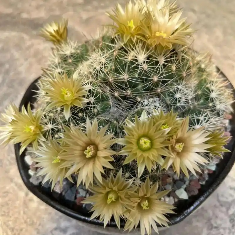 给分丸仙人球Escobaria missouriensis