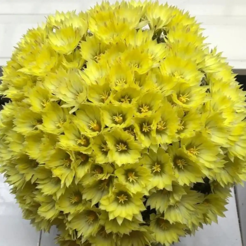金星仙人球乳突球属Mammillaria longimamma