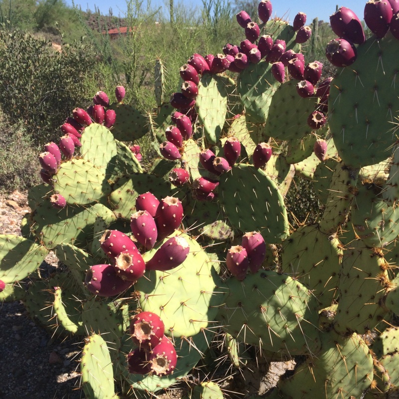 天人团扇仙人掌Opuntia engelmannii