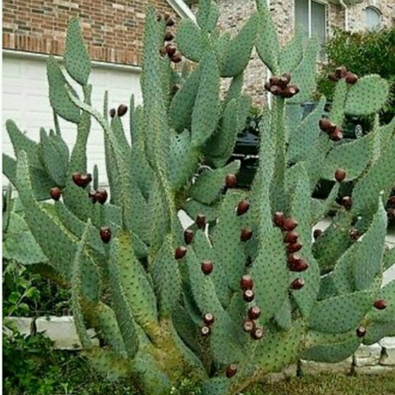 牛舌团扇仙人掌Opuntia engelmannii var. linguiformis