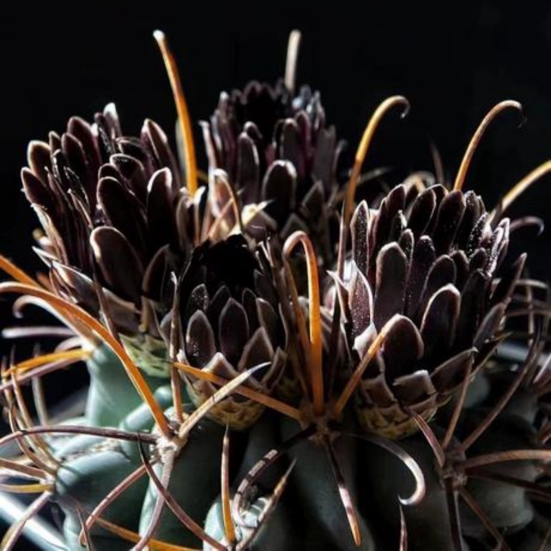 罗纱锦属Ancistrocactus