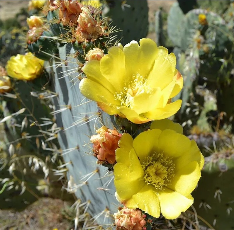 强性团扇蓝雪Opuntia robusta ‘Cuerva’