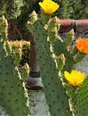 牛舌仙人掌Opuntia engelmannii var. lingguiformis