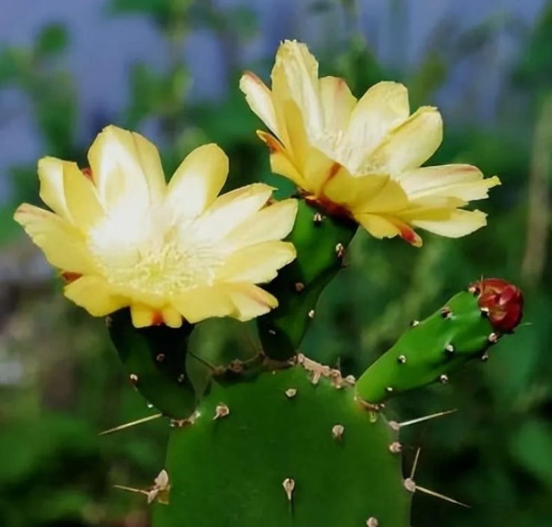 绿仙人掌Opuntia monacantha