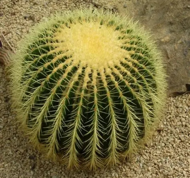 金琥属Echinocactus