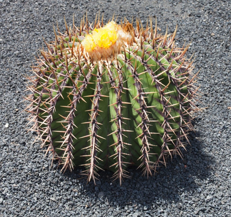 广刺球属Echinocactus