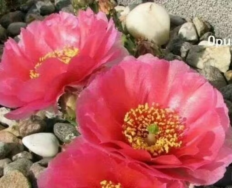 海狸团扇伯尔尼Opuntia basilaris Bern