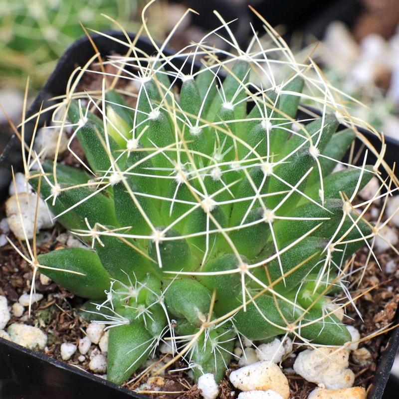 琴丝丸仙人球Mammillaria decipiens