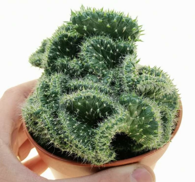 青海波Opuntia maxima f. Cristata