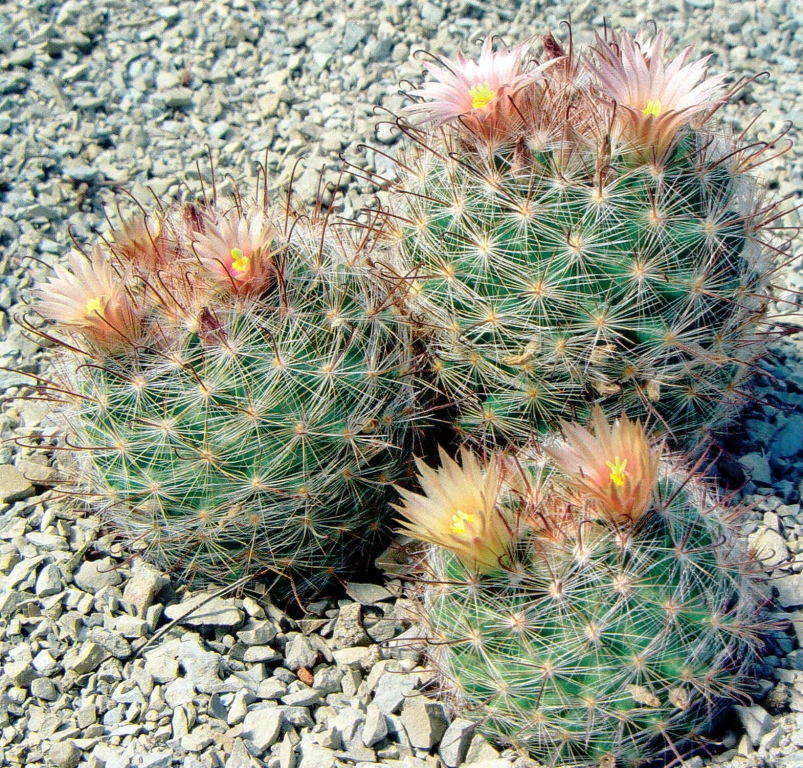 乳突球属Mammillaria被接受的物种一览表