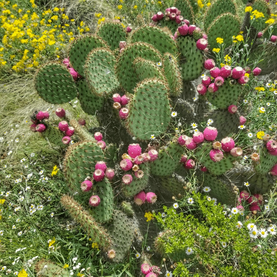 酷儿团扇 Opuntia strigil