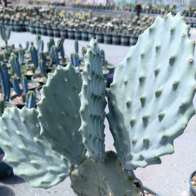 贝壳王 Opuntia engelmannii subs. lindheimeri cv. Gomei