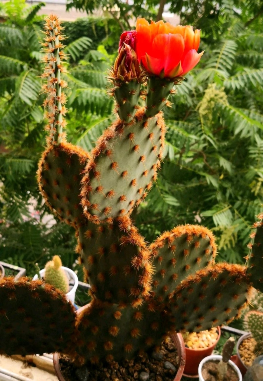 花火团扇Opuntia aciculata