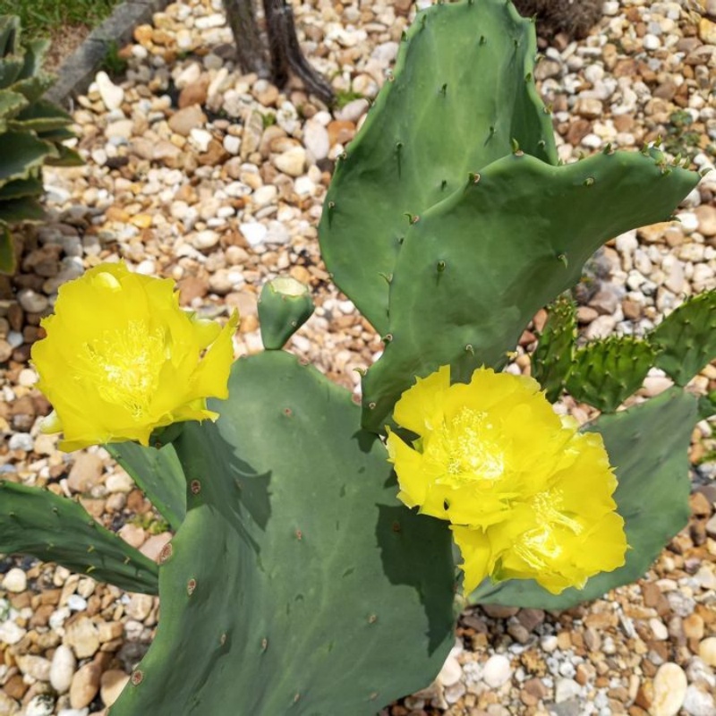 老墨西哥Opuntia gomei ‘Old Mexico’