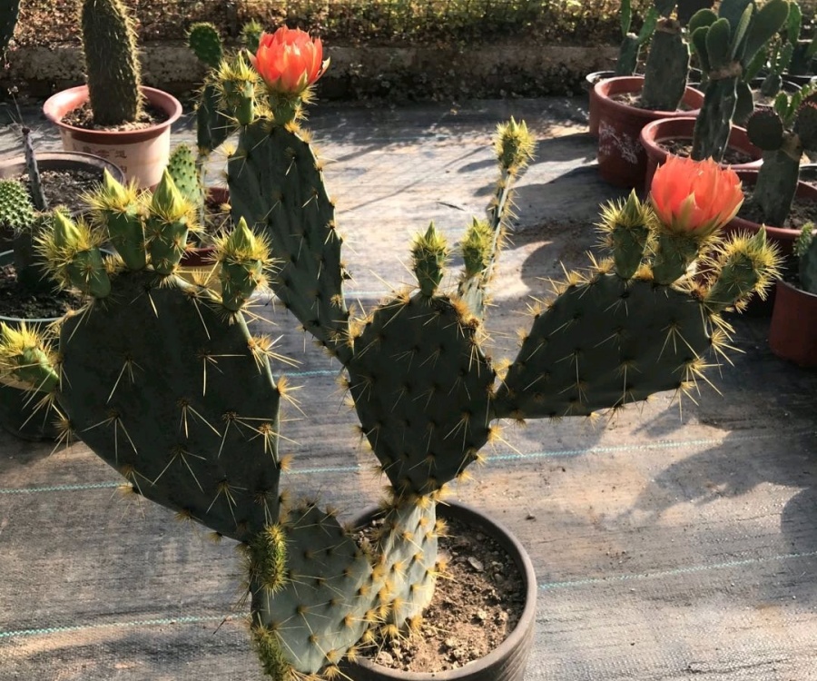 红花天人 Opuntia engelmannii var. lindheimeri