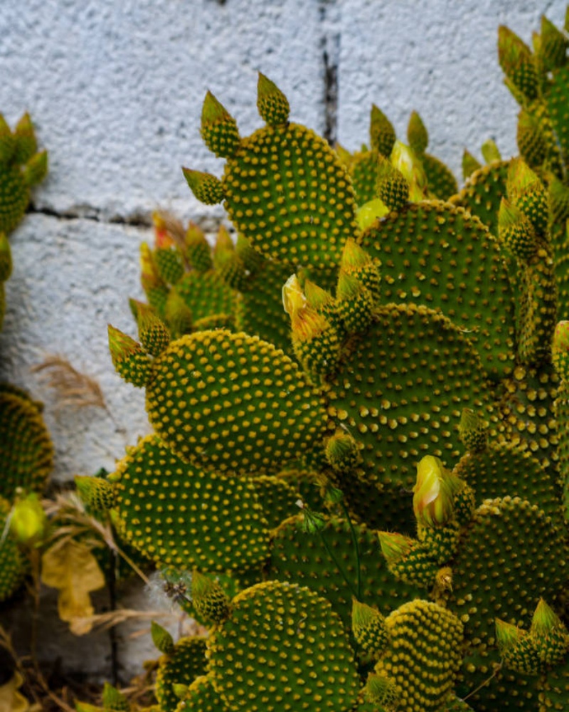 黄毛掌 Opuntia microdasys var. pallida