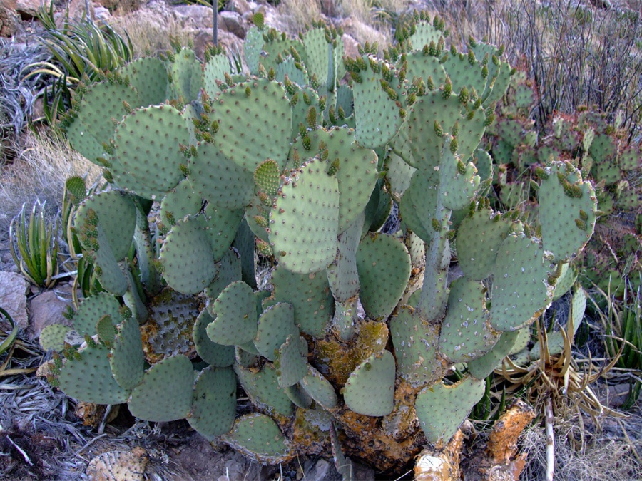 红毛掌 Opuntia rufida