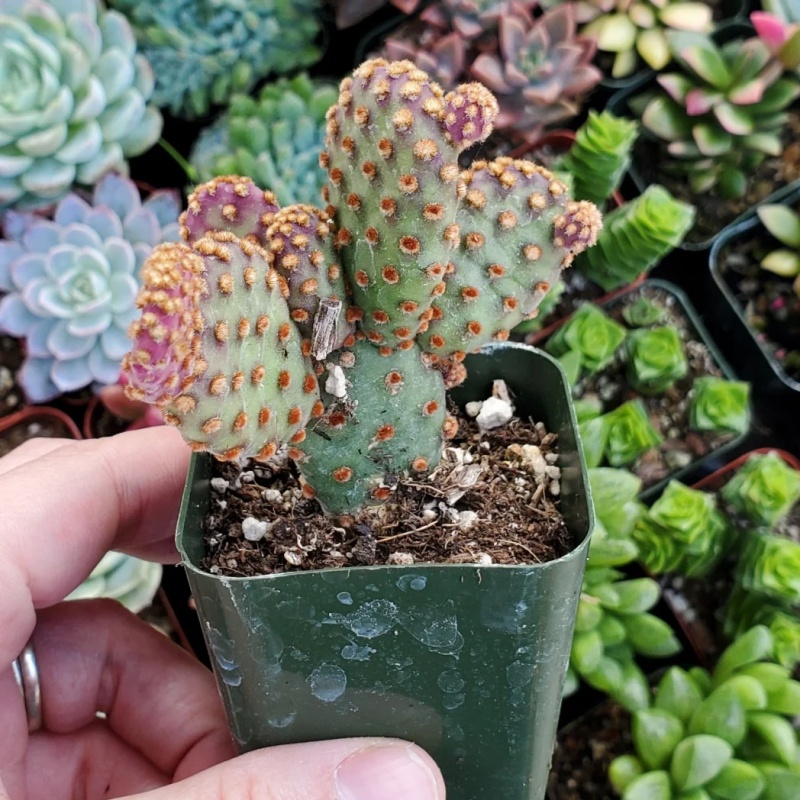 红毛掌迷你马 Opuntia rufida Minima