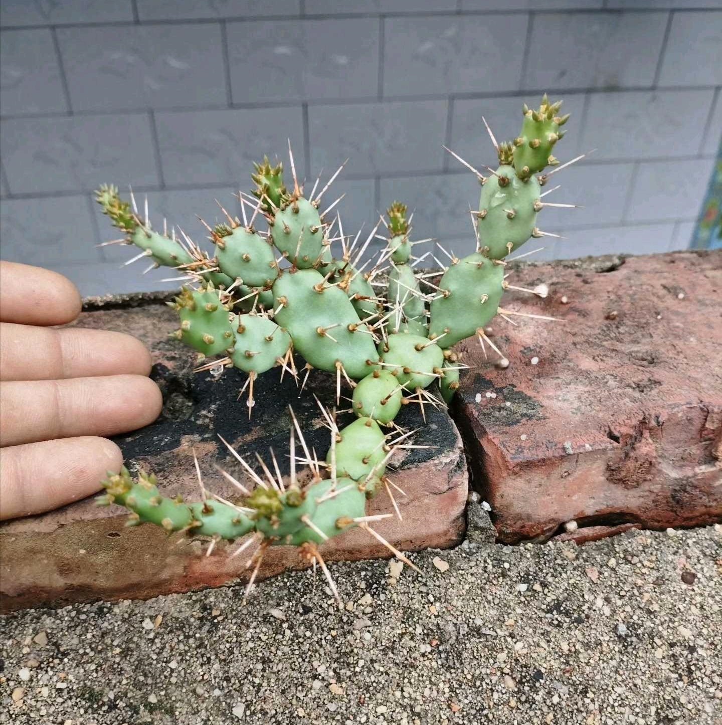 耐寒御镜Opuntia pusilla