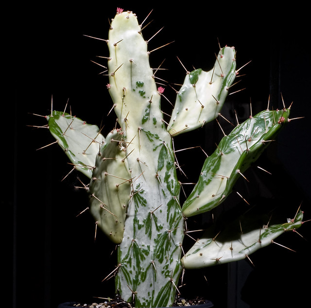 大理石锦团扇仙人掌Opuntia monacantha f. monstruosa variegata