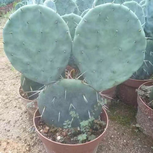 强性团扇仙人掌Opuntia robusta