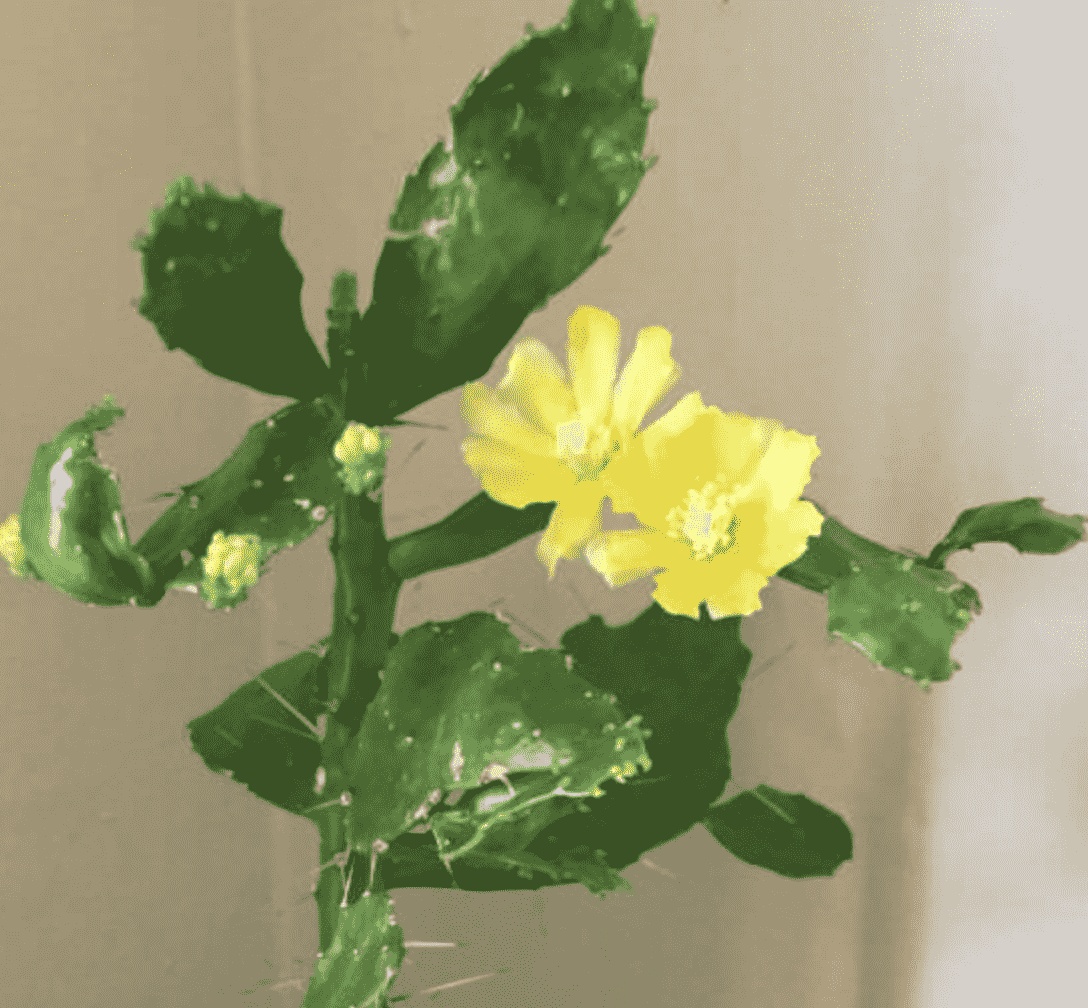 叶团扇仙人掌Brasiliopuntia brasiliensis