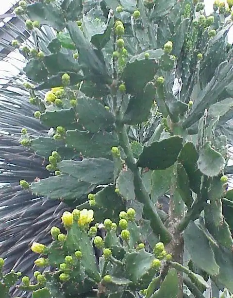 千本剑仙人掌Brasiliopuntia brasiliensis