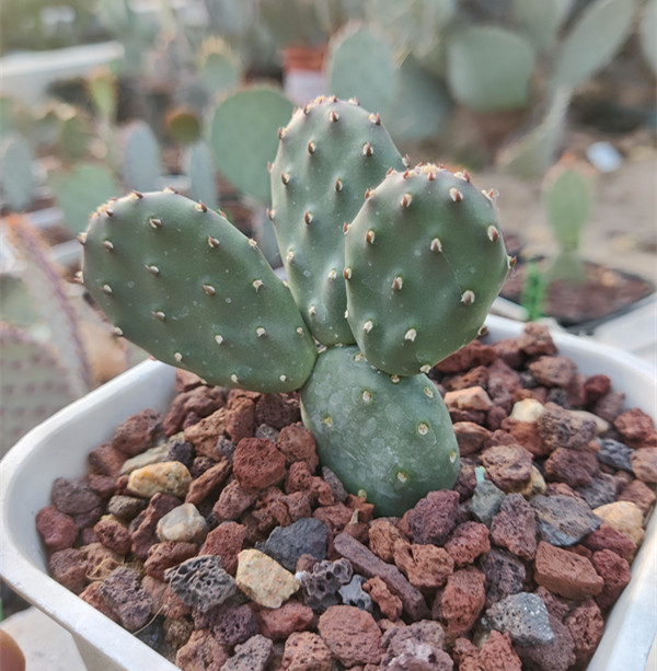 无刺仙人掌艾思巴 Opuntia polyacantha Var. inermis cv. Essbar