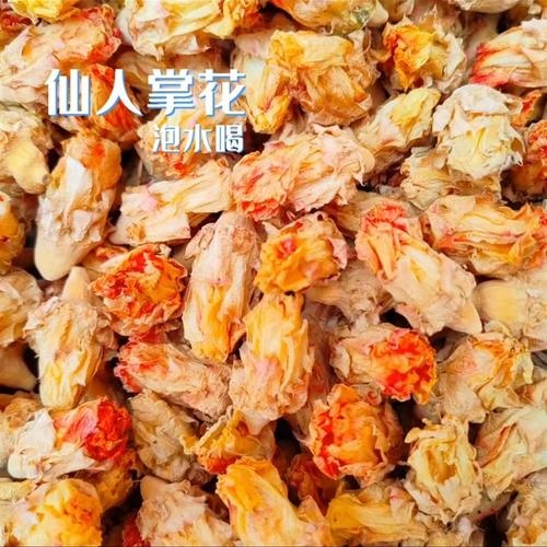 仙人掌花