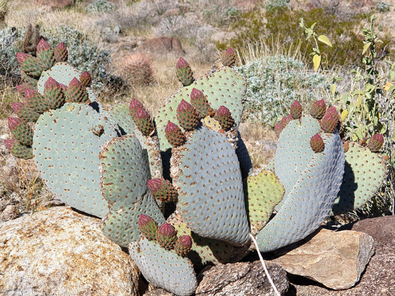 海狸团扇 Opuntia basilaris