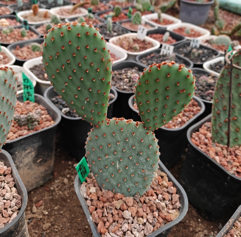 血红仙人掌 Opuntia sanguinea