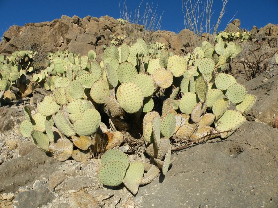 光滑仙人掌（Opuntia lubrica）