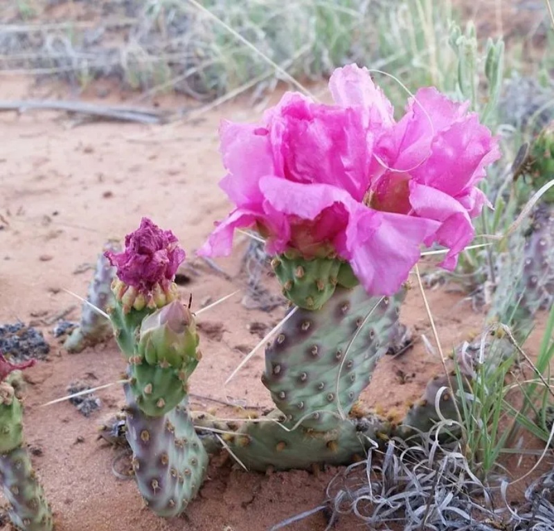 粉花仙人掌 Opuntia pinkavae