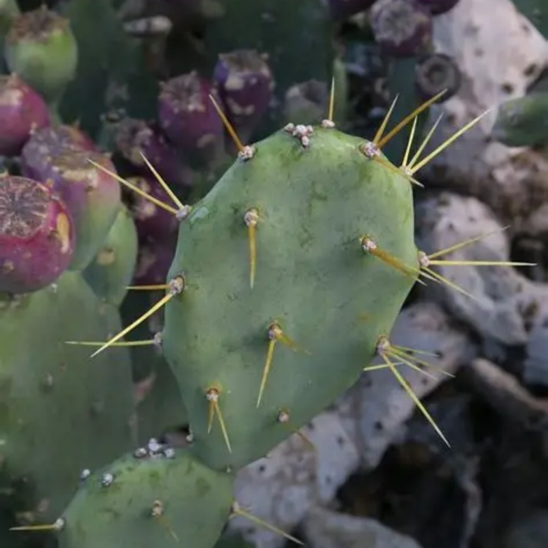 黄大刺仙人掌的识别方法