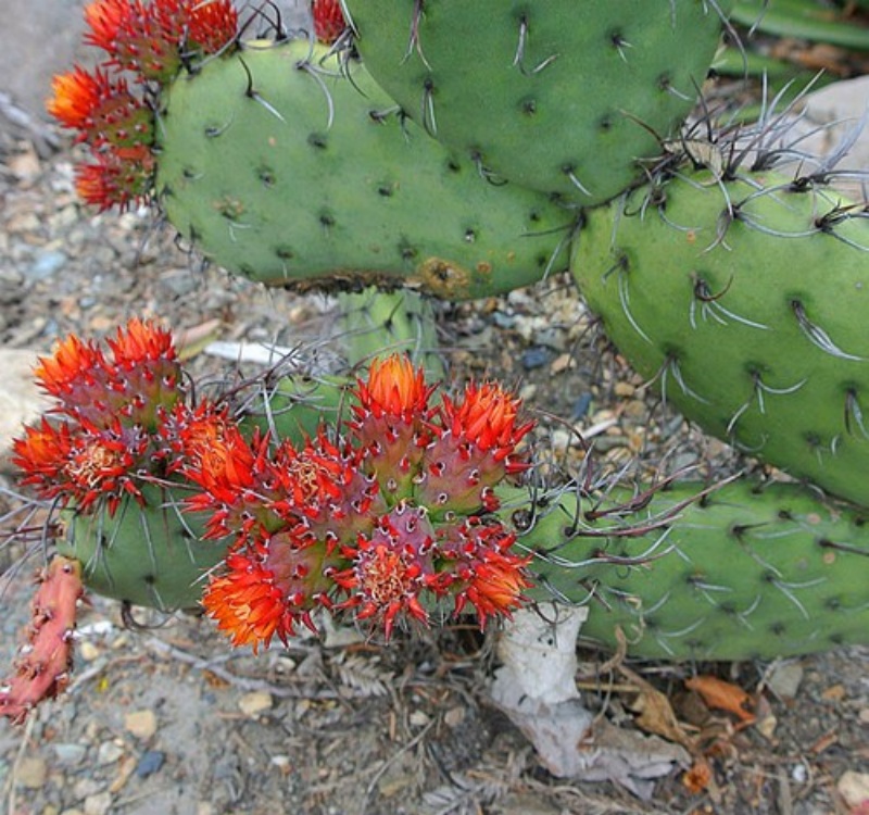 鳞斑团扇仙人掌品种详解