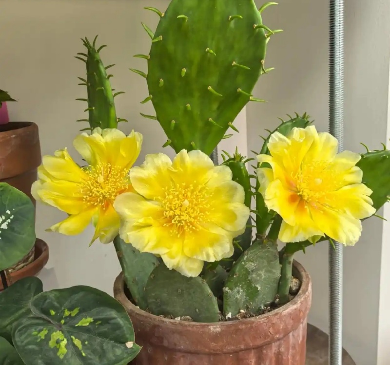 仙人掌种植方法及注意事项